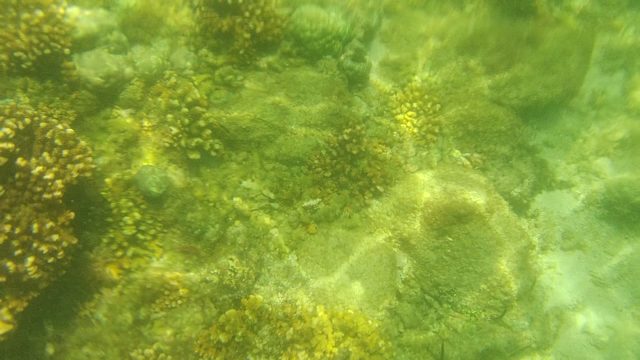 CABO PULMO BCS MEXICO-2022: Underwater Coral Reef with Sunlight Patterns