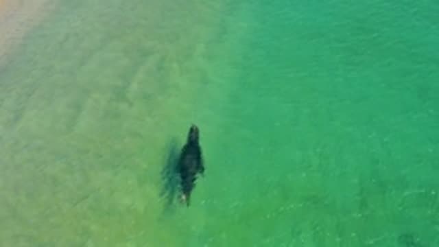 LOS FRAILES LOS CABOS BCS MEXICO-2022: Seal Swimming in Shallow Turquoise Water
