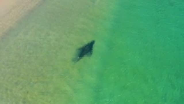 LOS FRAILES LOS CABOS BCS MEXICO-2022: Manta Ray Swimming in Shallow Coastal Waters