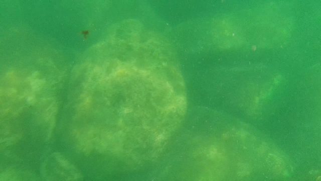 CABO PULMO BCS MEXICO-2022: Underwater Rocky Stream Bed with Algae