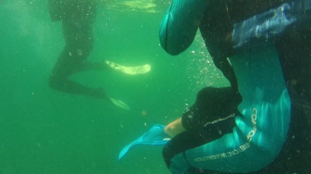 CABO PULMO BCS MEXICO-2022: Scuba Divers Swimming Underwater with Bubbles and Fins