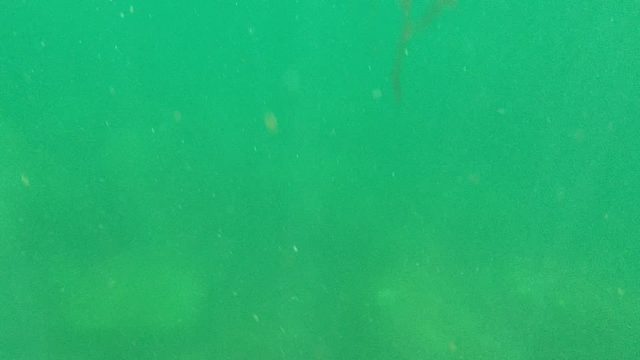 CABO PULMO BCS MEXICO-2022: Fish Swimming Among Underwater Rocks in Green Water