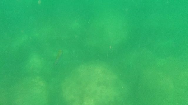 CABO PULMO BCS MEXICO-2022: Underwater Fish Swimming Near Rocky Seabed