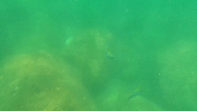 CABO PULMO BCS MEXICO-2022: Small Fish Swimming Among Underwater Rocks