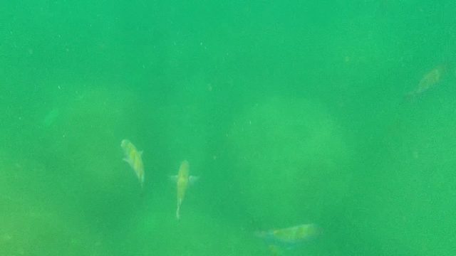 CABO PULMO BCS MEXICO-2022: Small Fish Swimming in Murky Green Water