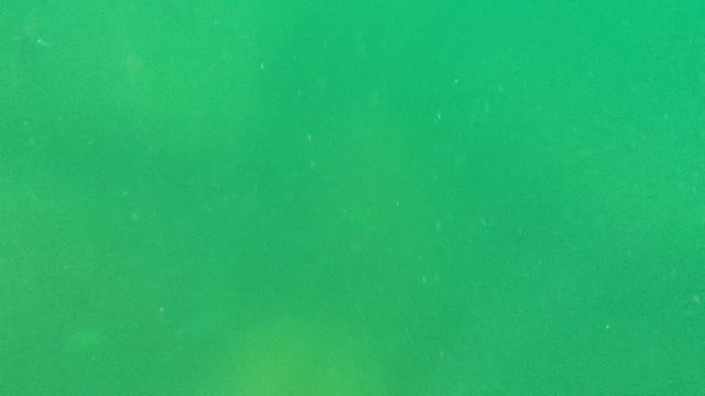 CABO PULMO BCS MEXICO-2022: Small Fish Swimming in Murky Green Water