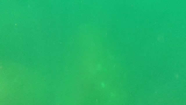 CABO PULMO BCS MEXICO-2022: Large Marine Animal Swimming in Green Water
