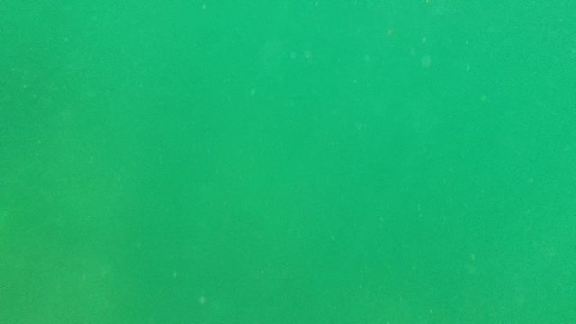 CABO PULMO BCS MEXICO-2022: Underwater View of Marine Life in Murky Water