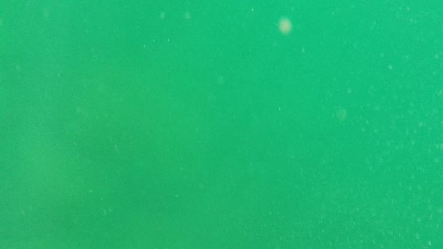 CABO PULMO BCS MEXICO-2022: Marine Animal Swimming in Green Water