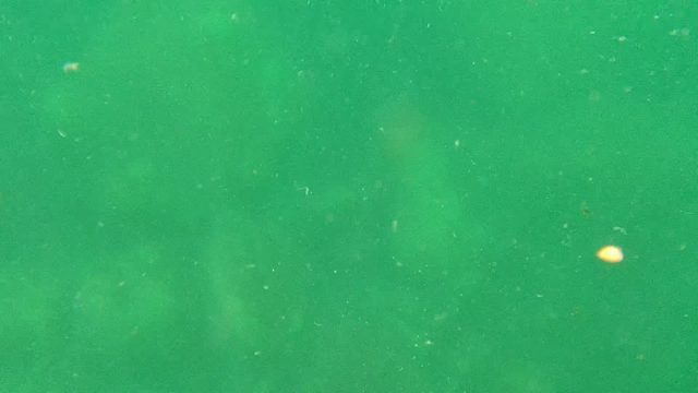 CABO PULMO BCS MEXICO-2022: Underwater View of Green Water with Floating Particles