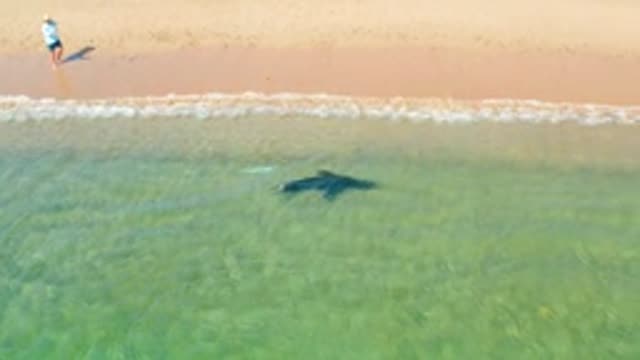 LOS FRAILES LOS CABOS BCS MEXICO-2022: Shark Swimming in Shallow Water near Sandy Beach