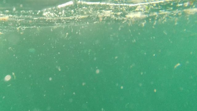 CABO PULMO BCS MEXICO-2022: Diver and Fish Swimming Underwater