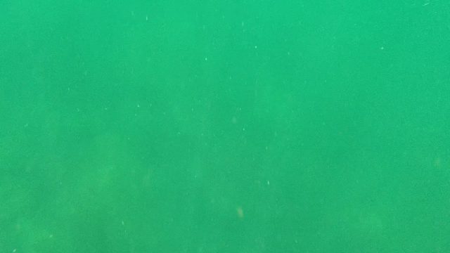 CABO PULMO BCS MEXICO-2022: Yellow Fish Swimming in Turbid Green Water
