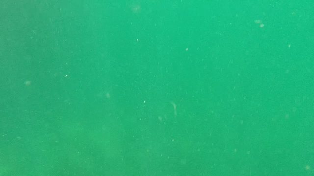 CABO PULMO BCS MEXICO-2022: Underwater Fish Swimming Near Seabed Vegetation