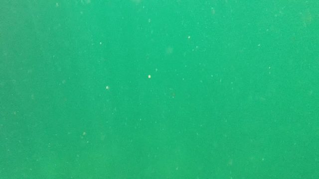 CABO PULMO BCS MEXICO-2022: Small Marine Creatures Swimming in Turbid Water