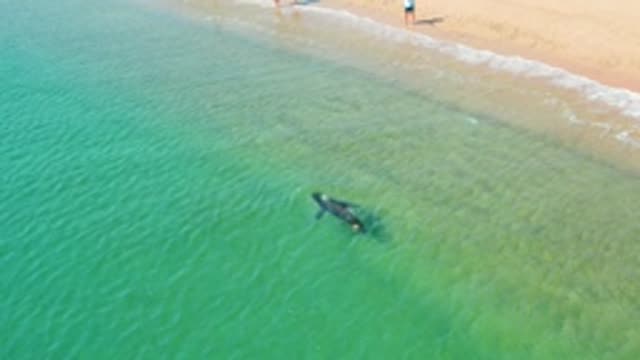 LOS FRAILES LOS CABOS BCS MEXICO-2022: Whale Shark Glides Through Clear Coastal Shallows