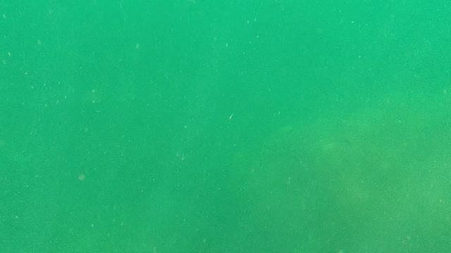 CABO PULMO BCS MEXICO-2022: Large Marine Animal Swimming in Green Water