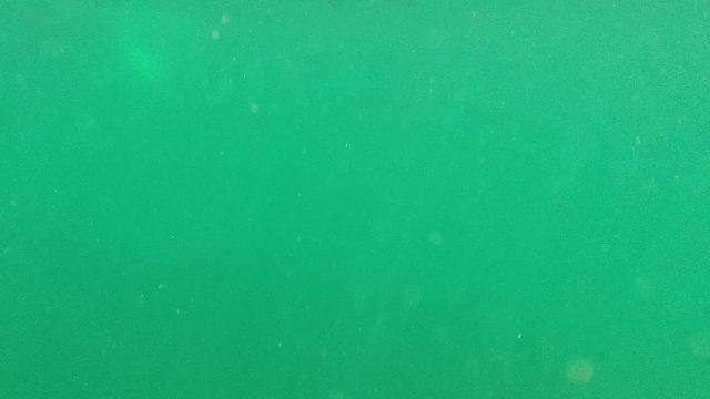 CABO PULMO BCS MEXICO-2022: Underwater View of Green Water with Floating Particles and Bubbles