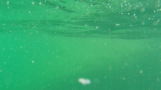 CABO PULMO BCS MEXICO-2022: Underwater Scene with Fish and Rising Bubbles