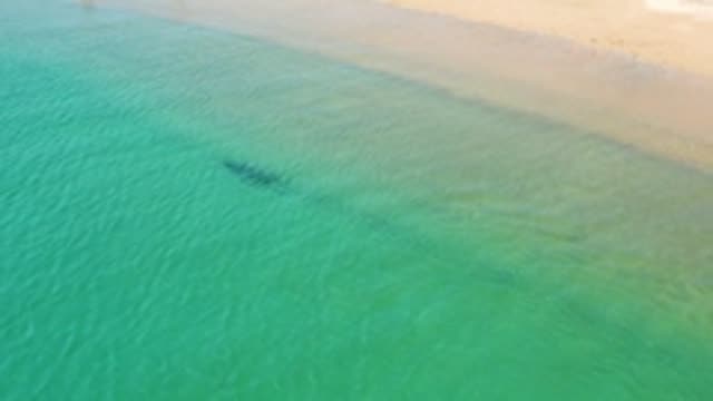 LOS FRAILES LOS CABOS BCS MEXICO-2022: Whale Gliding in Shallow Turquoise Ocean Near Beach