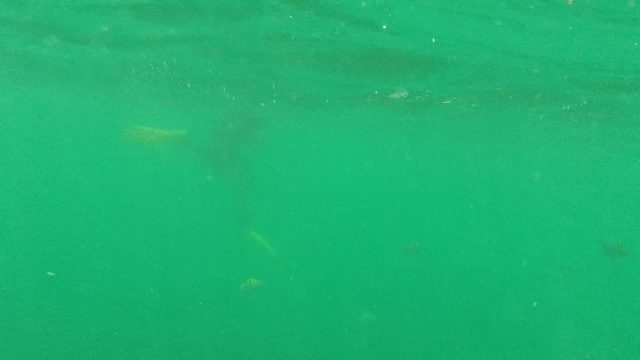 CABO PULMO BCS MEXICO-2022: Person Swimming Underwater with Fins