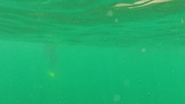 CABO PULMO BCS MEXICO-2022: Swimmer with Yellow Fin Gliding Underwater in Green Water