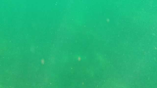 CABO PULMO BCS MEXICO-2022: Underwater View Rising to the Water Surface