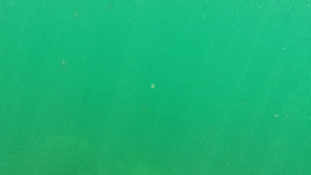 CABO PULMO BCS MEXICO-2022: Underwater View of Submerged Tree Trunks in Clear Water