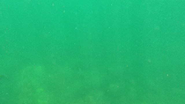 CABO PULMO BCS MEXICO-2022: Underwater Swimmers with Fins Gliding in Clear Water