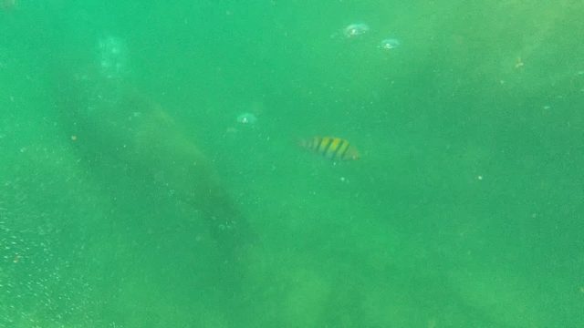 CABO PULMO BCS MEXICO-2022: Sea Lion Glides Underwater with Small Fish