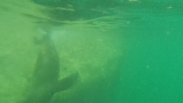 CABO PULMO BCS MEXICO-2022: Manatee Swimming in Shallow Clear Water
