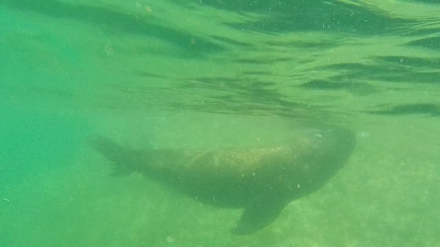 CABO PULMO BCS MEXICO-2022: Sea Lion Gliding Through Clear Green Water