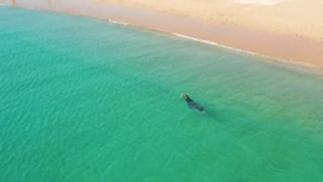 LOS FRAILES LOS CABOS BCS MEXICO-2022: Whale Swimming in Clear Turquoise Water near Sandy Shore