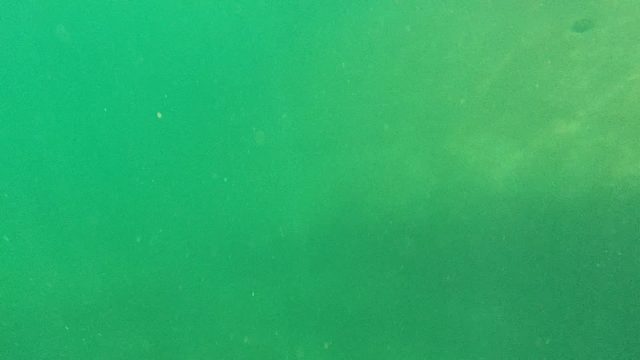 CABO PULMO BCS MEXICO-2022: Underwater View of Fish Swimming Near Surface