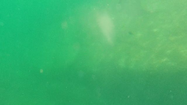 CABO PULMO BCS MEXICO-2022: Underwater Fish Swimming Over Sandy Seabed