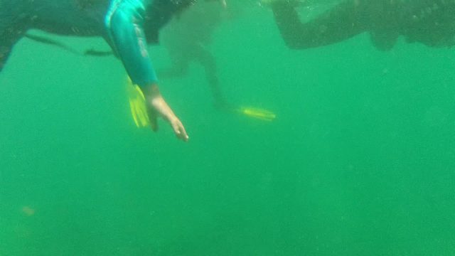 CABO PULMO BCS MEXICO-2022: Diver Swimming Underwater with Small Fish