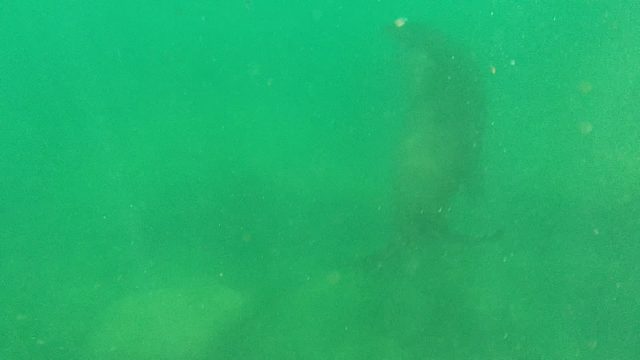 CABO PULMO BCS MEXICO-2022: Sea Lion Swims Past Divers Underwater