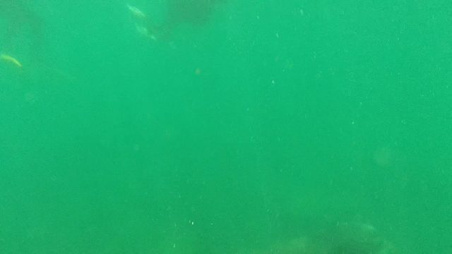 CABO PULMO BCS MEXICO-2022: Seal Swimming Near Diver in Murky Green Water