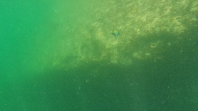 CABO PULMO BCS MEXICO-2022: Underwater Scene with Fish Near Submerged Pilings