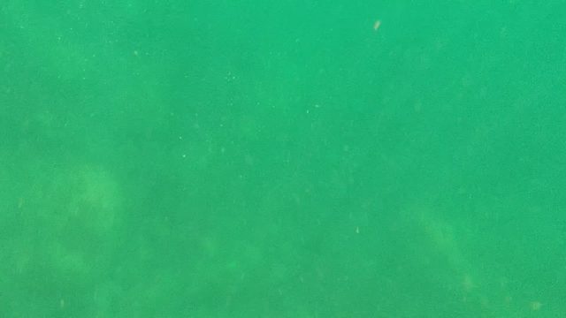 CABO PULMO BCS MEXICO-2022: Small Fish Swimming in Shallow Green Water
