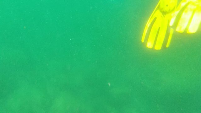 CABO PULMO BCS MEXICO-2022: Diver's Fins Moving Underwater