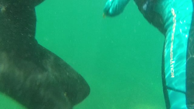 CABO PULMO BCS MEXICO-2022: Snorkeler Swimming and Surfacing in Clear Water
