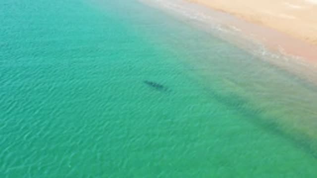 LOS FRAILES LOS CABOS BCS MEXICO-2022: Marine Animal Swimming in Shallow Coastal Waters