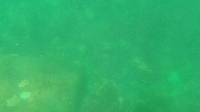 CABO PULMO BCS MEXICO-2022: Underwater View of Rocky Seabed with Floating Particles