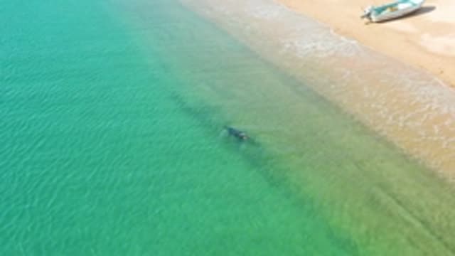 LOS FRAILES LOS CABOS BCS MEXICO-2022: Swimmer in Shallow Turquoise Waters Near Beach