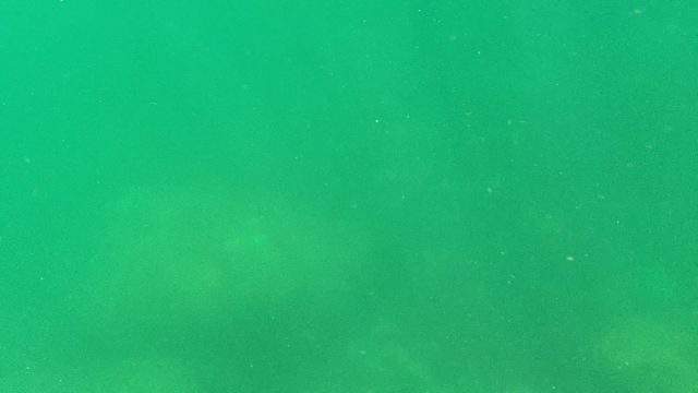 CABO PULMO BCS MEXICO-2022: Underwater Ray Swimming Near Seabed