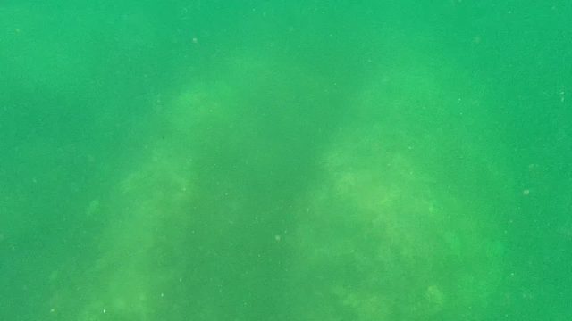 CABO PULMO BCS MEXICO-2022: Stingray Gliding over Ocean Floor