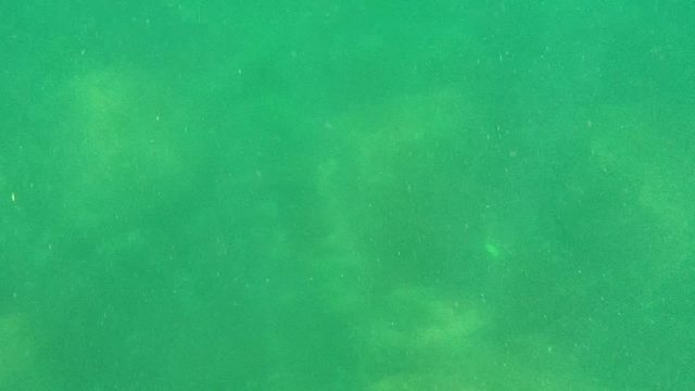 CABO PULMO BCS MEXICO-2022: A Fish Swimming in Murky Green Underwater