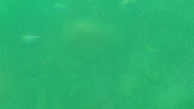 CABO PULMO BCS MEXICO-2022: Underwater Fish Swimming near Rocky Seabed