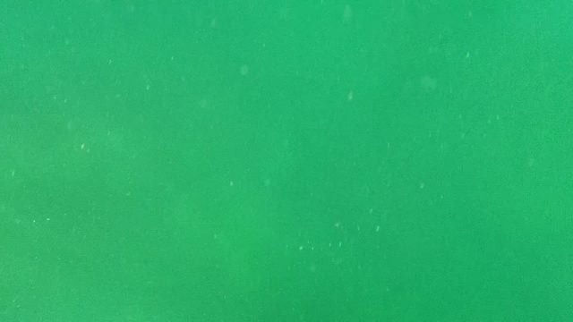 CABO PULMO BCS MEXICO-2022: Underwater View of Small Fish and Floating Particles